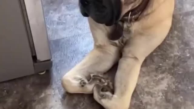 Animals Doing the Darndest Things - Funniest Dog and Cat | Funny Animals videos Compilation 2022