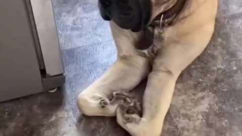 Animals Doing the Darndest Things - Funniest Dog and Cat | Funny Animals videos Compilation 2022