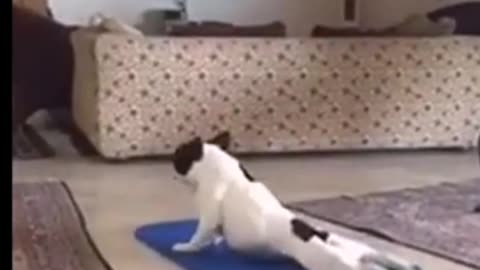 FUNNIEST PETS EVER