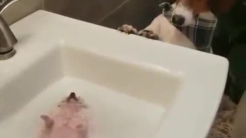 Funny animal videos|Cute animal videos |Funny dog&cat videos|Hilarious pet videos|Funny video
