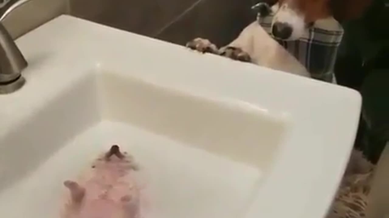 Funny animal videos|Cute animal videos |Funny dog&cat videos|Hilarious pet videos|Funny video