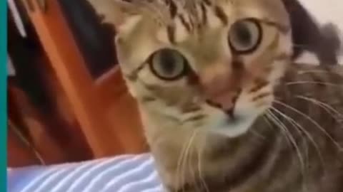 Funny video
