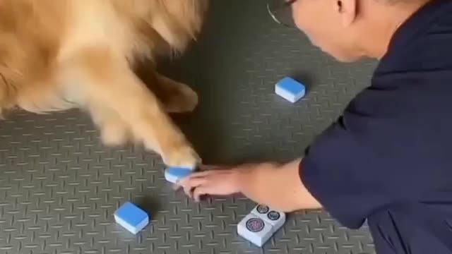 😍 I present to you the most clever dog I’ve ever seen ❤️