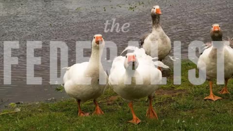 Police Audio Confirm Haitian Goose-Hunting In Ohio