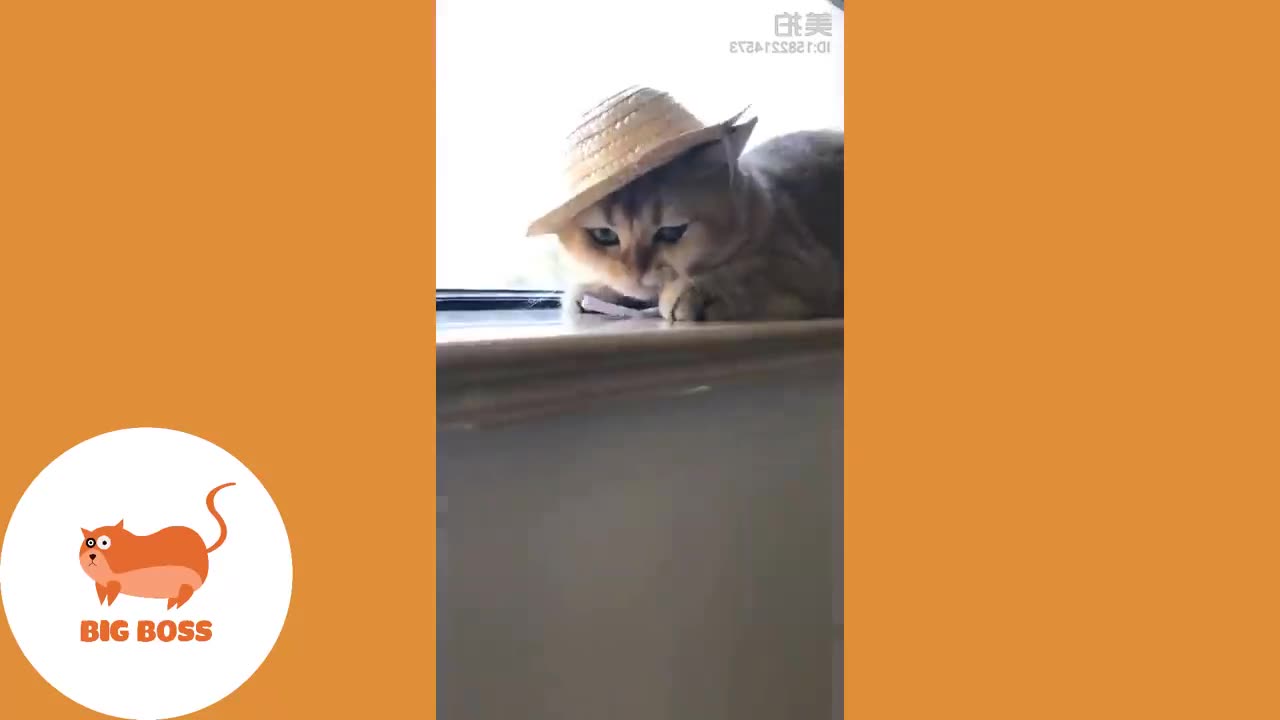 Babe Cats-Cute and Funny Cat Videos Compilation