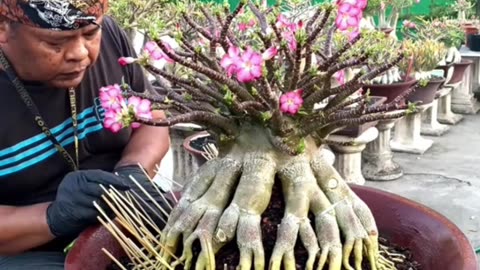 Adenium plant with beautiful roots