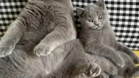 Beautiful cats videos 😍 funny cats