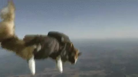 The cat is a parachutist