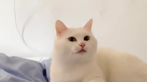 Cutest cat 😺 funny video #shortvideo#399