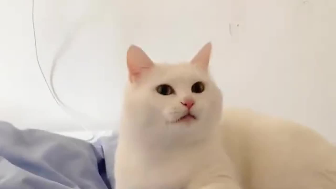 Cutest cat 😺 funny video #shortvideo#399