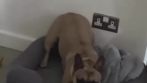 A playful dog