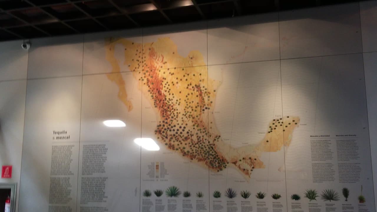 Museum of Tequila & Mezcal (CDMX, Mexico, 2019) short