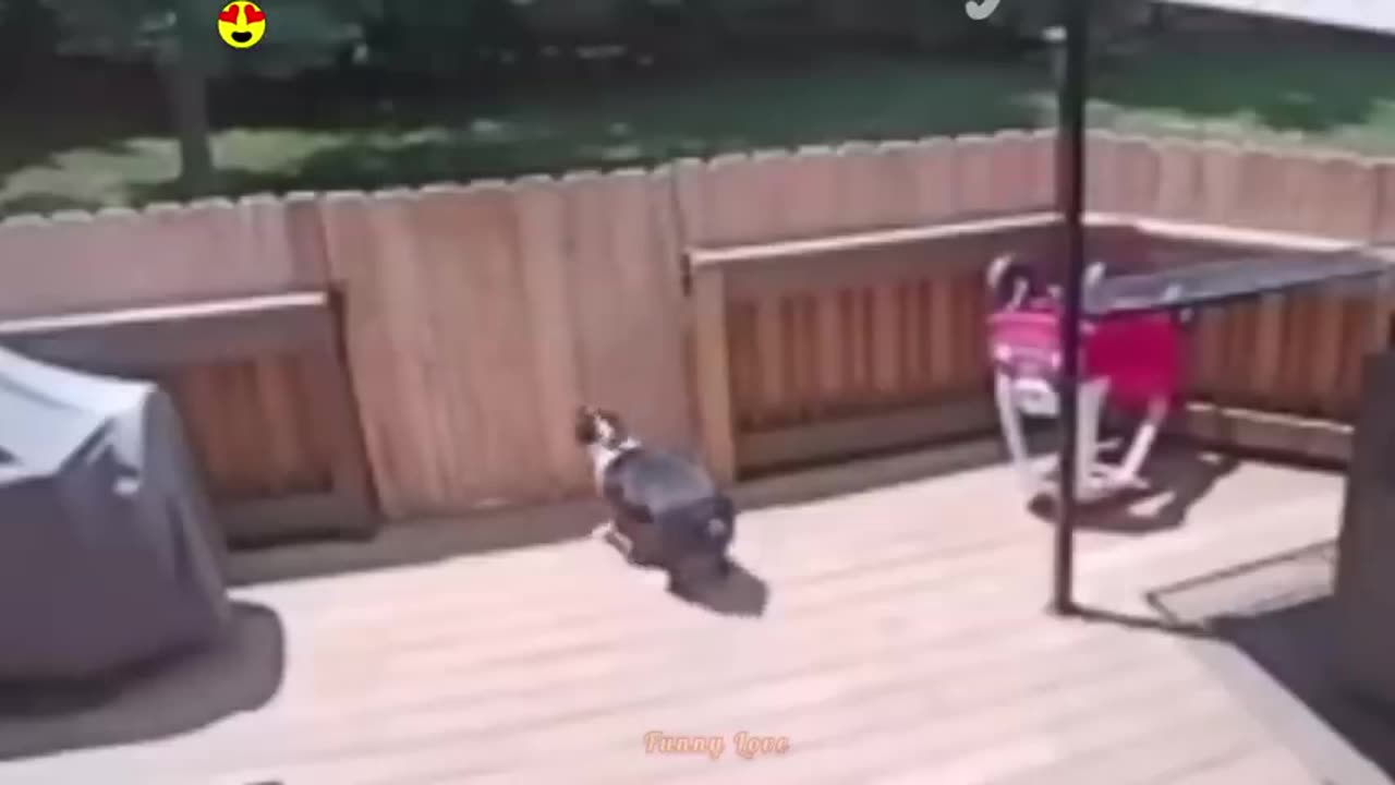 Random Funny Videos -Try Not To Laugh Compilation - Cute People And Animals Doing Funny Things #20