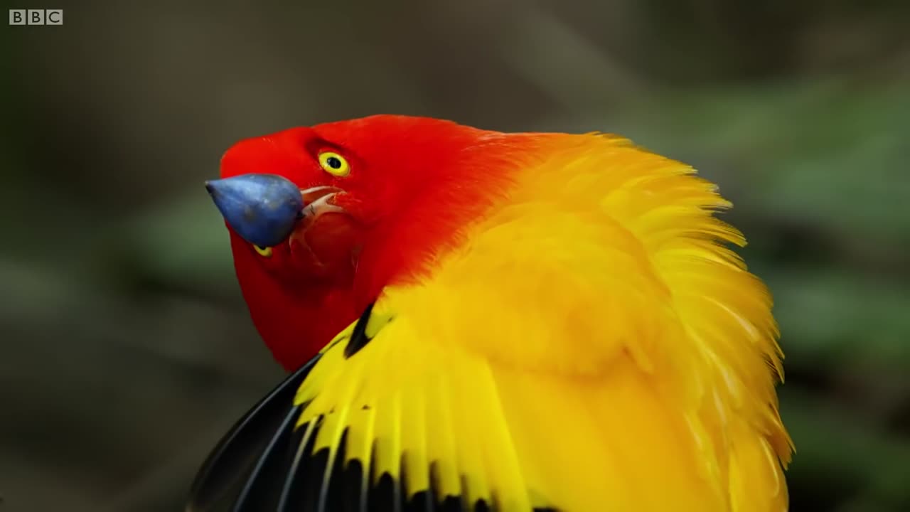 The Bowbird's best performance l BBC report