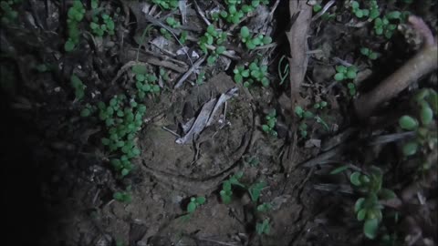 Trapdoor Spider Has Another Trapdoor Near Home