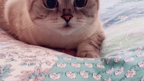Little hunter😺