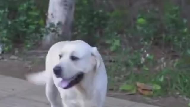 DOG SAVE BLIND MAN LIFE # SHOTS # #yashwinsworld