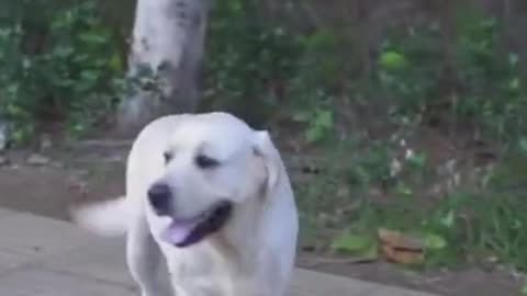 DOG SAVE BLIND MAN LIFE # SHOTS # #yashwinsworld