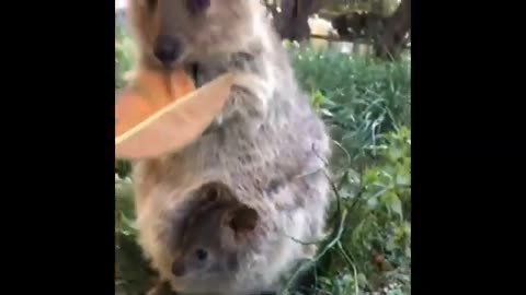 Funny Animals- - Best Of The 2020 Funny Animal Videos