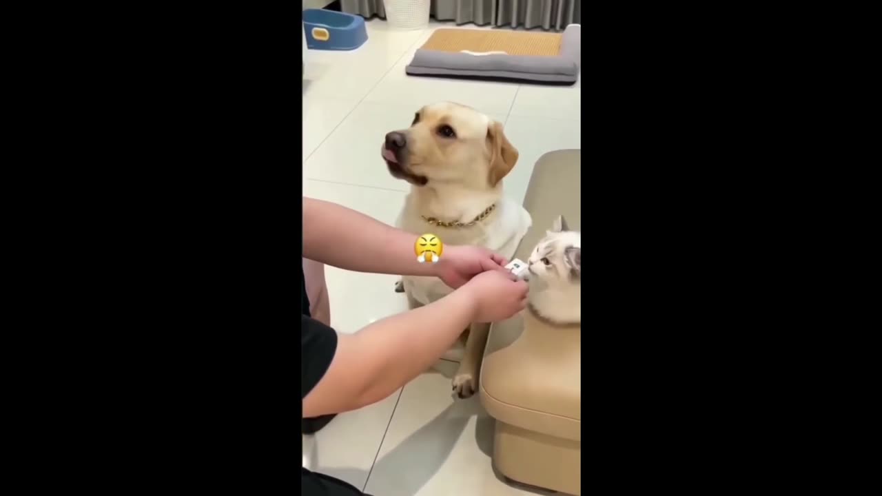 cat behave like this