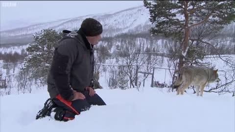 Wolf Bites Steve Backshall | Deadly 60