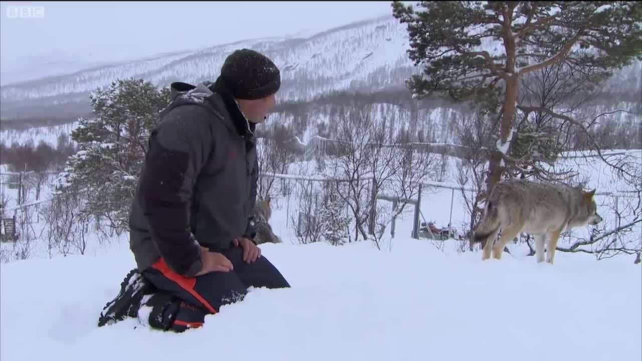 Wolf Bites Steve Backshall | Deadly 60