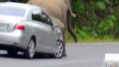 Elephant destroyed car