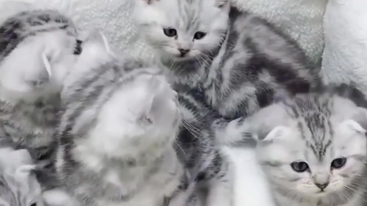 Funny_cat_reaction_videos___Cat_Training_Tools_