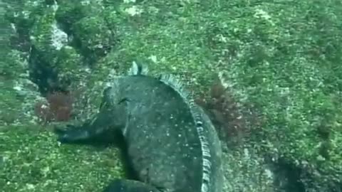 Swimming Marine iguanas