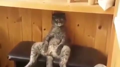 Funny animal videos|Cute animal videos |Funny dog&cat videos|Hilarious pet videos|Funny video