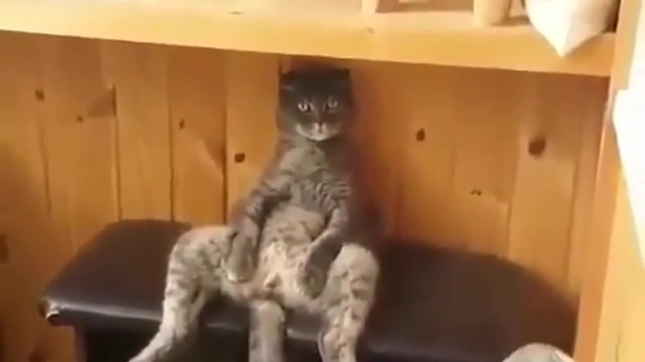 Funny animal videos|Cute animal videos |Funny dog&cat videos|Hilarious pet videos|Funny video