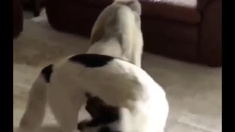 Siga @Animalgram_Memes para mais