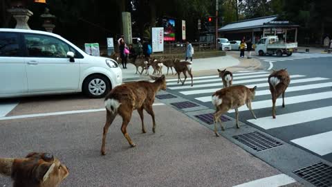 Road crossings Deer