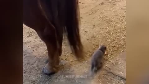 Funny Cats and Dog - Videos of the Funniest Animals