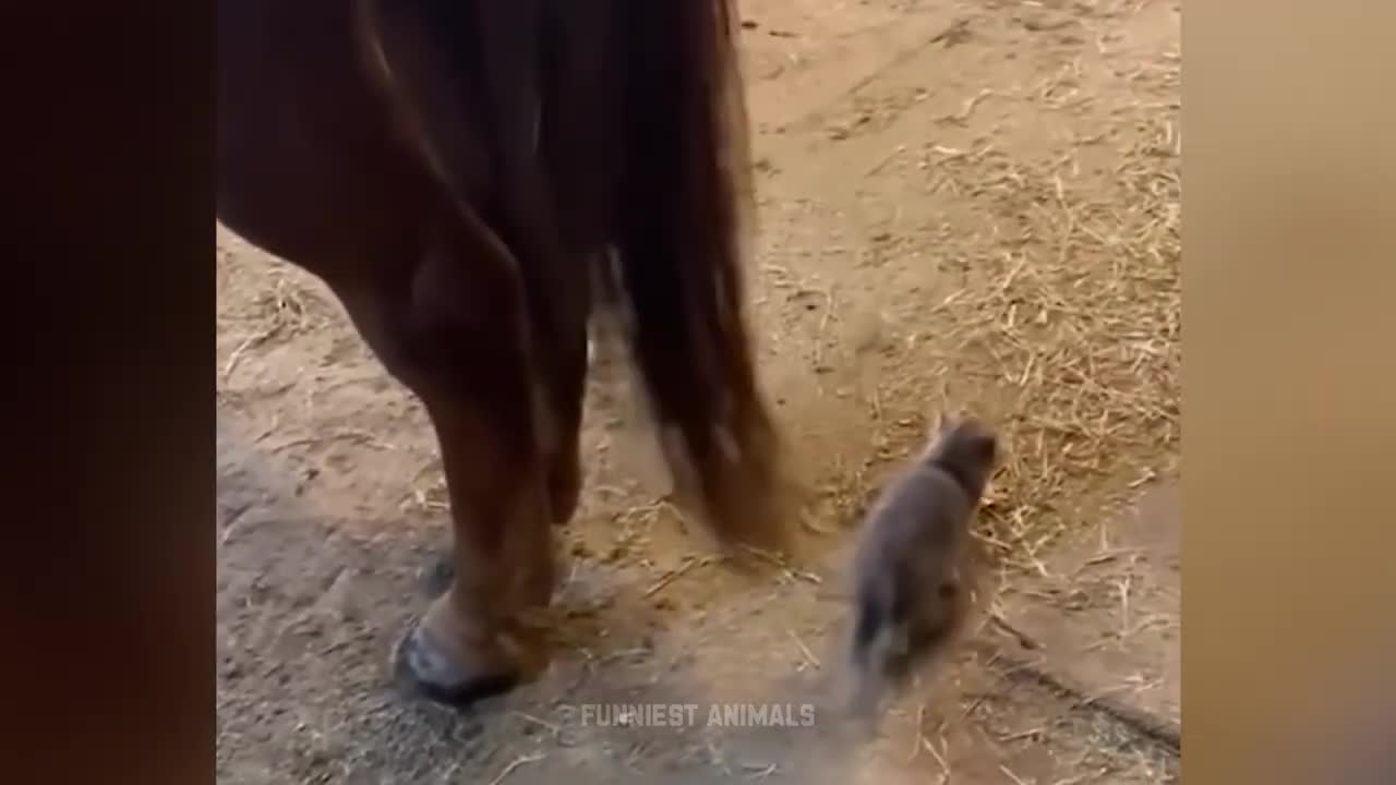 Funny Cats and Dog - Videos of the Funniest Animals