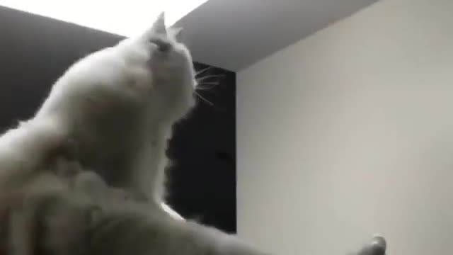 Keep a cat for a thousand days, use a cat for a while