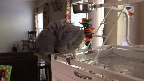 Parrots are going crazy fun
