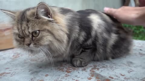 funny cat video