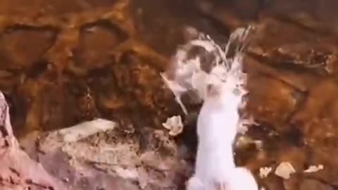 Amazing Fish Hunting By Cat