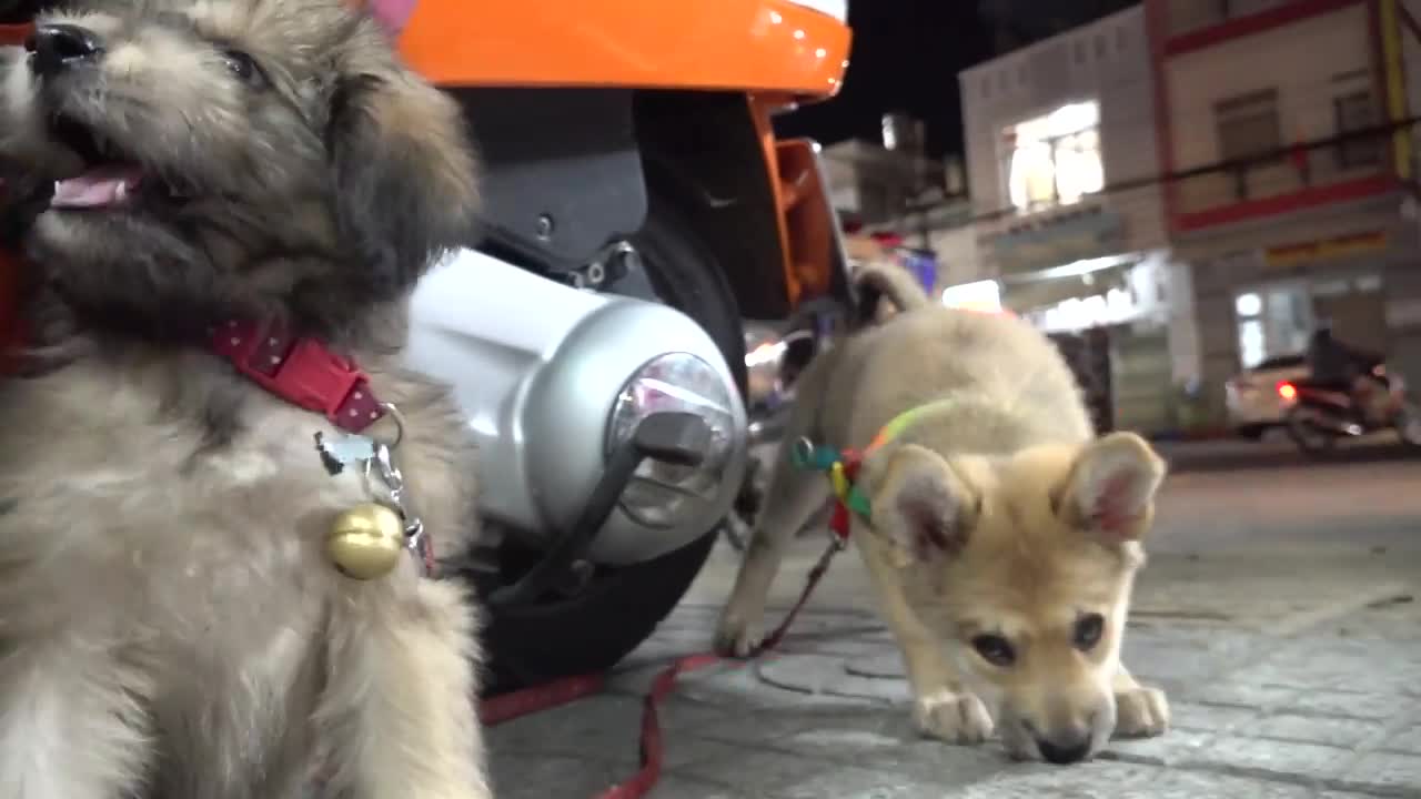 Cute Puppies React When Being Filmed