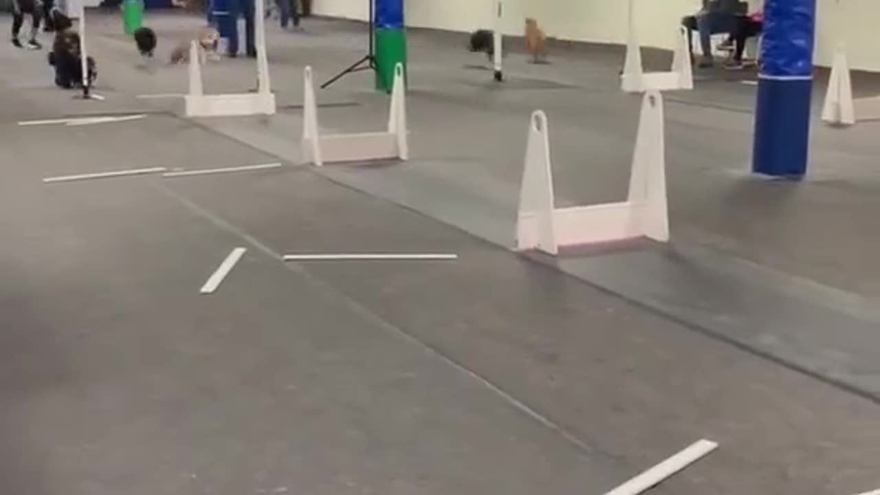 Funny Animal's Video 😂😂😂