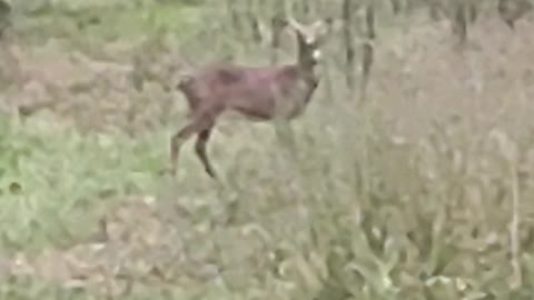 Nice Buck!