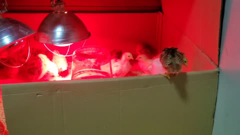 Chickies are getting brave