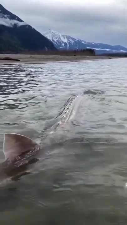 giant sturgeon