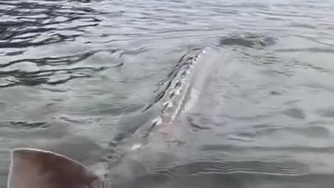 giant sturgeon