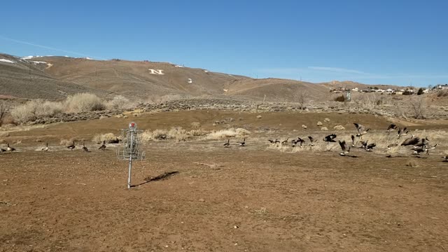 The Ranch Geese on hole 6