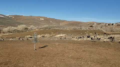The Ranch Geese on hole 6