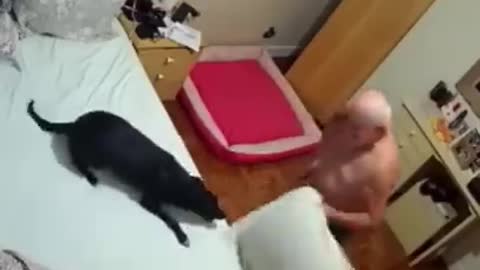 After his wife passed away, his children adopted him a dog to keep him company
