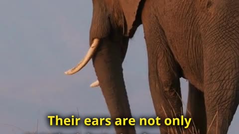 Why Elephants Have Big Ears?
