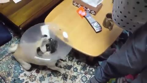 funny dogs compilation